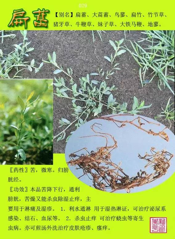 常用中草药300味彩图版 含别名 功效与主治